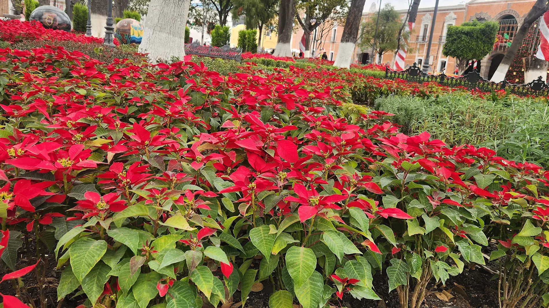 nochebuenas parque tlaxcala (1)